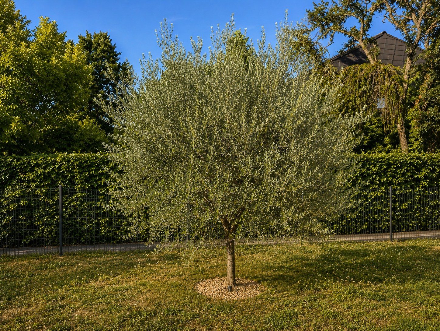 Olivenbaum im Garten