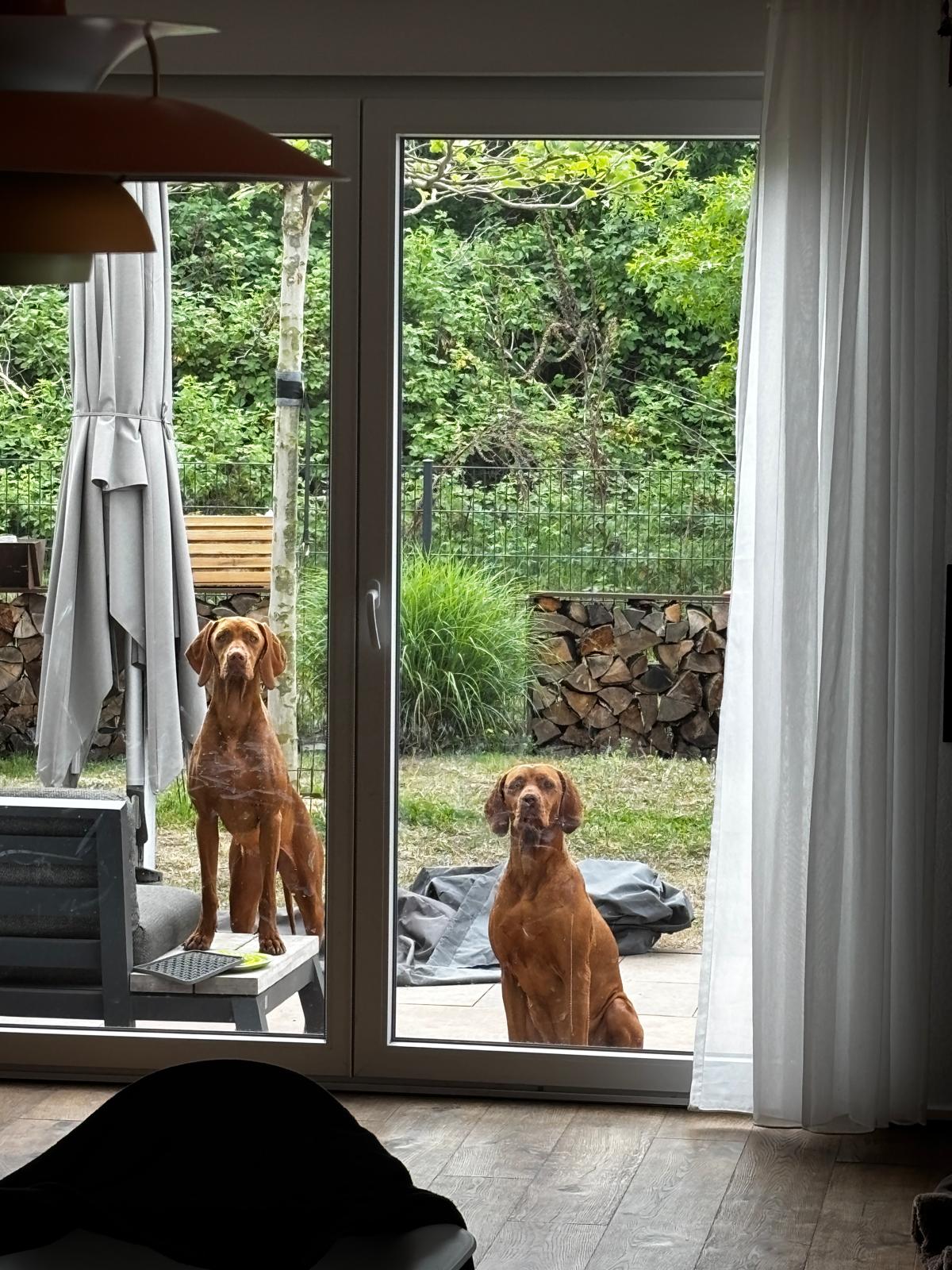 Blick vom Wohnbereich in den Garten